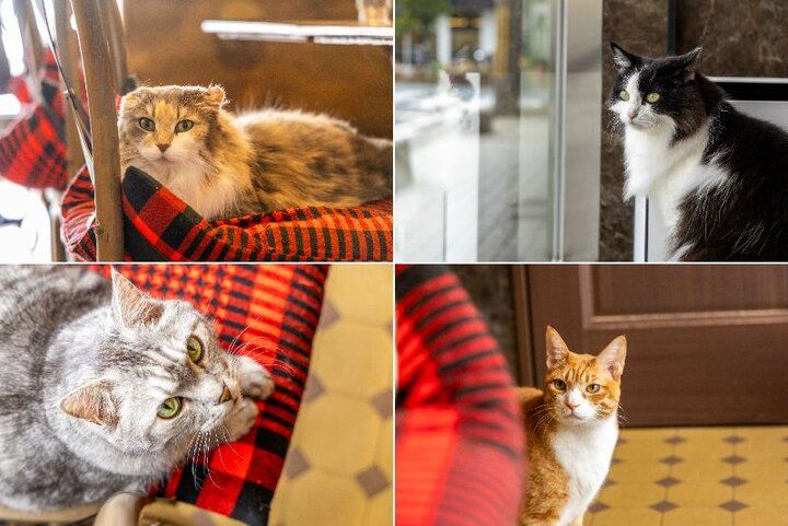 猫と一緒にランチやスイーツを楽しめる♪ 枚方にあるノスタルジックカフェ「猫喫茶ネコブ」