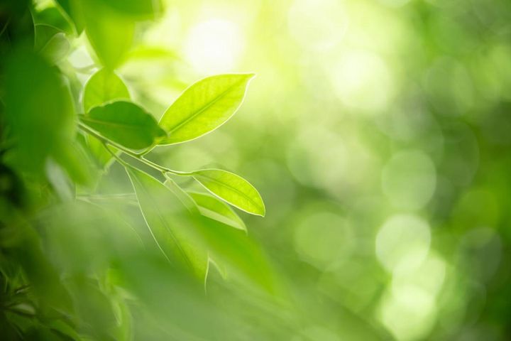 日陰でもガーデニングを諦めない！植物を育てる大事な【日照条件】早わかりガイド