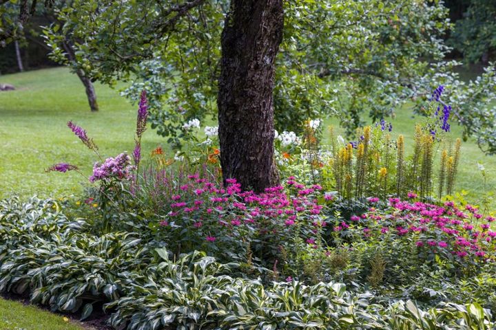大きな木の木蔭で咲く花々