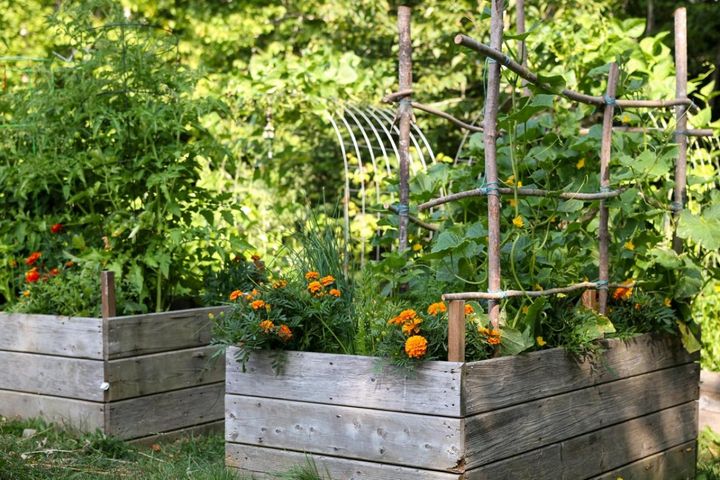 木枠で立ちあげたレイズドベッドでマリーゴールドなどを育てる
