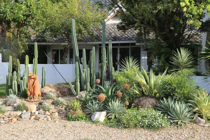 日当たりのよい南向きの庭で育つサボテンや多肉植物