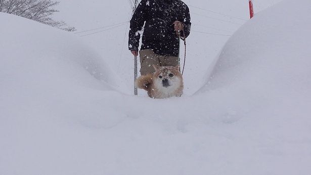 散歩コースにも大量に雪が積もり、埋もれながら歩くはちくん