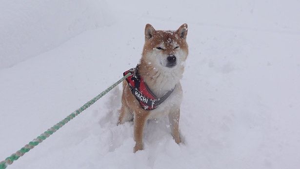大雪の中の散歩は、さすがのはちくんもこの表情