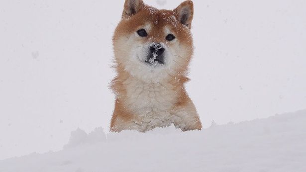 雪の中からひょっこり