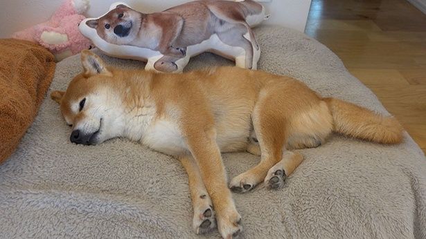 たくさん遊んだあとは、気持ちよさそうにお昼寝