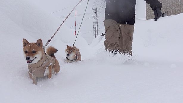  除雪されていない道は、散歩するのも一苦労