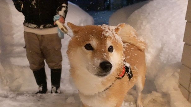 夜のお散歩で、雪にまみれたはちくん