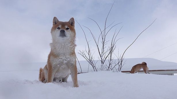 高いところが大好き！