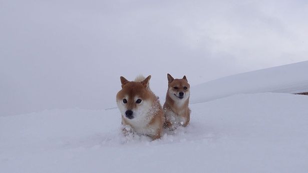 雪をかき分けながら進む、はちくんといちご