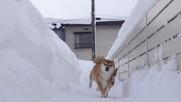 いちごと一緒に、庭を走り回る！
