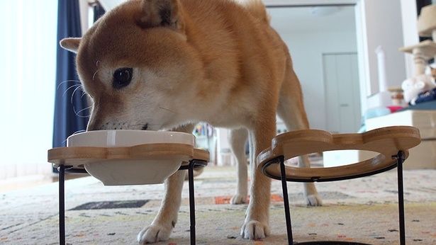 お散歩から帰って、腹ごしらえ！