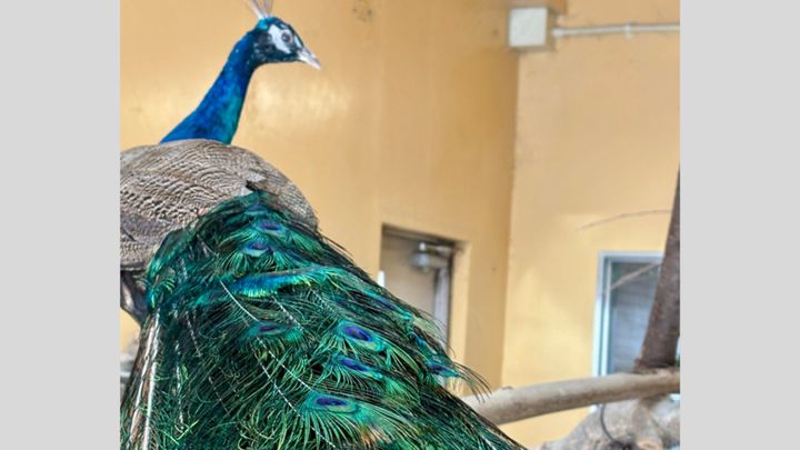 北海道の札幌市円山動物園から届いたニュースが話題を呼んでいます。本来、美しい「飾り羽」を持つのはオスだけのはずのインドクジャク。しかし、札幌市円山動物園にいるメスの個体に、立派なオスの特徴が現れ始めたというのです。