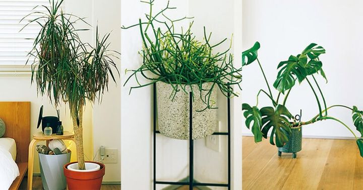 心癒やす観葉植物は、池袋にある『ボタニカル アトリエ ルスルス』で購入