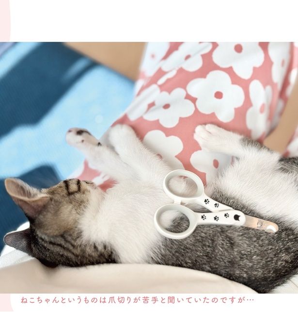 爪切りが苦手と聞いていたのですが… (C)つゆちゃんの飼い主／KADOKAWA