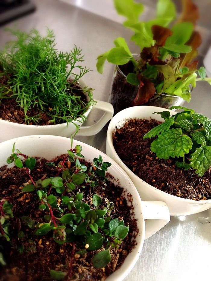 お気に入りのグリーンはカップにディスプレイ