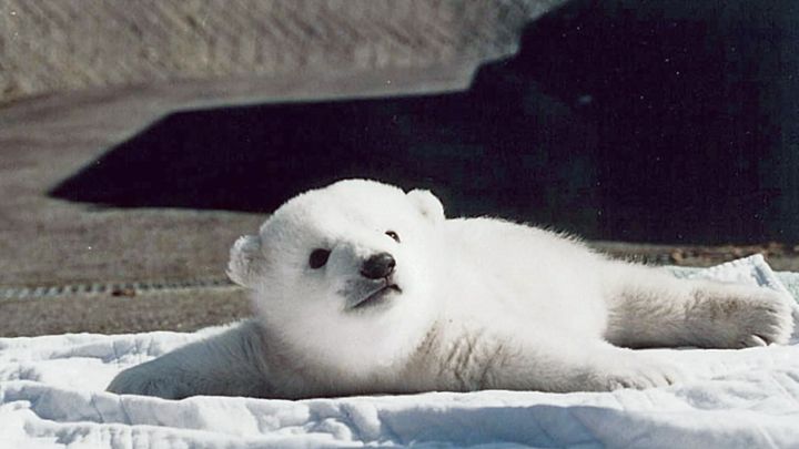 小さなころのピース（愛媛県立とべ動物園提供）