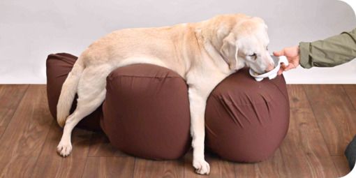 ワンちゃんの姿勢保持をサポート