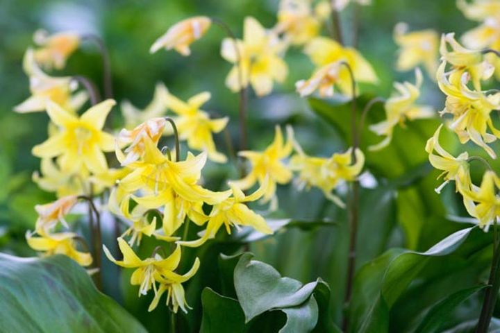 園芸品種‘パゴダ’