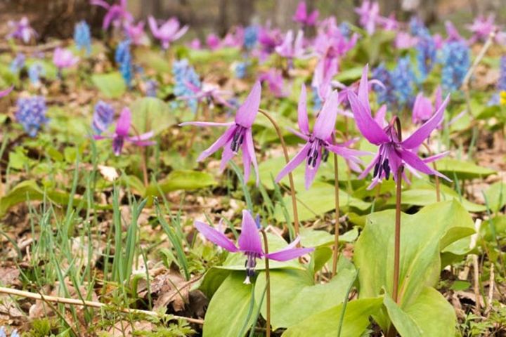 カタクリとエンゴサク