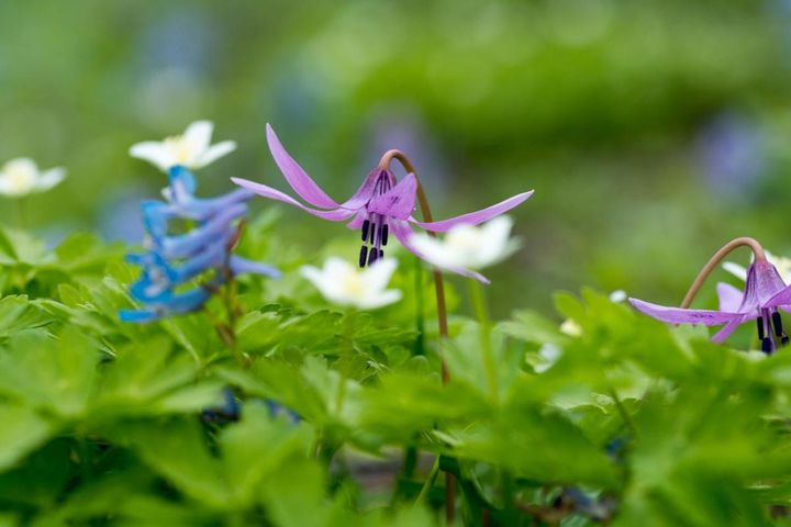 ガーデニング初心者歓迎！春の山野草10選と育て方［毎年咲く多年草］