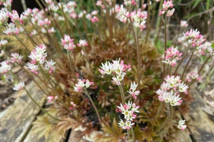 さいたま市大宮盆栽美術館にて