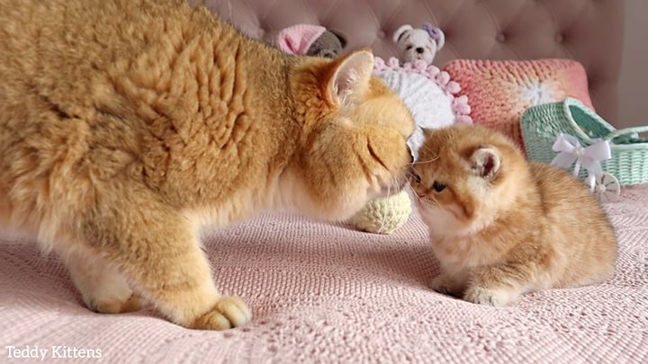 祖父猫と孫猫の初対面