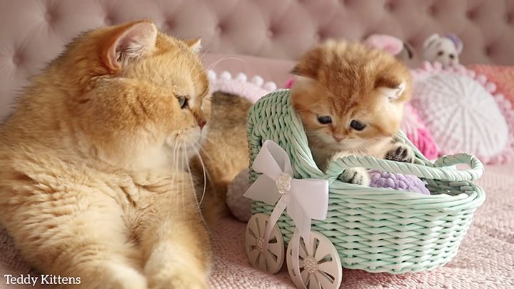 祖父猫と孫猫の初対面