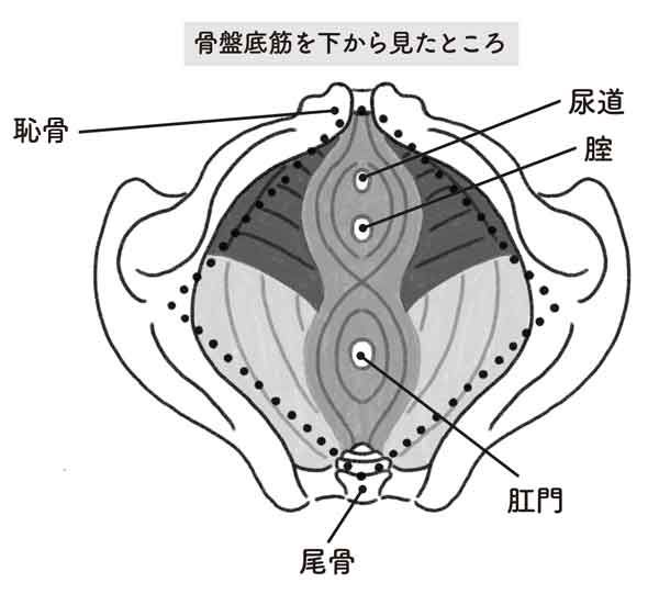 どこでもできる！骨盤底筋を動かす「骨盤底筋エクササイズ」【最新号からちょっと見せ】の画像1