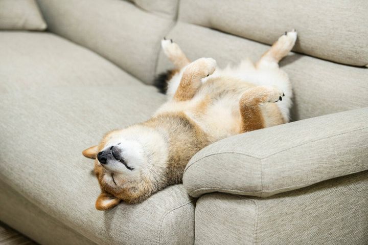犬が言うことを聞かないときのNG行為は？（画像はイメージ）