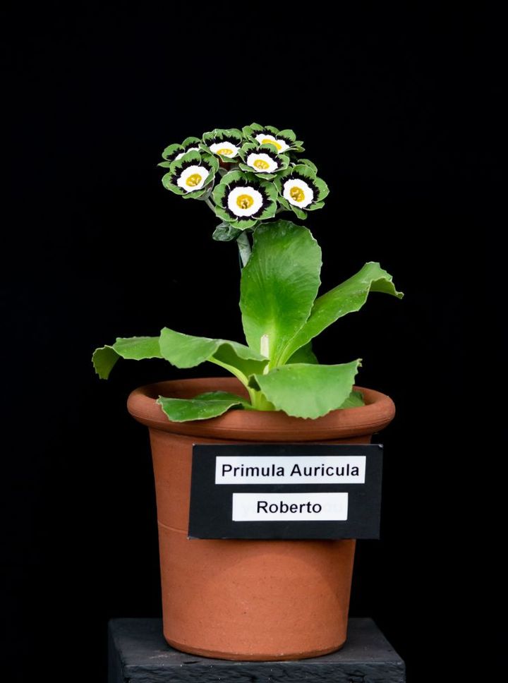 エッジショウオーリキュラ（グリーンエッジ）の‘ロベルト’