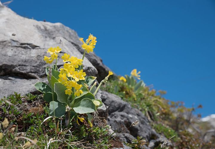 プリムラ・オーリキュラ