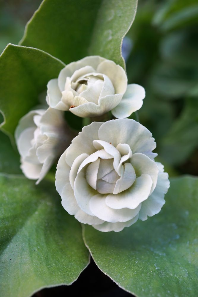 ダブル系の‘アイスキャップ’