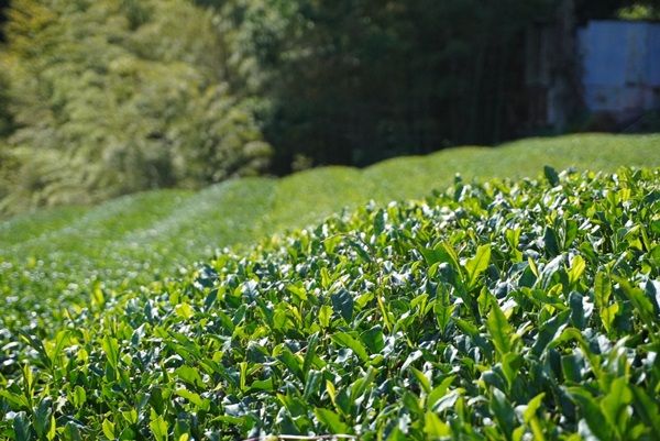 【東京都品川区】ワインソムリエが手掛ける「日本茶専門店 粋.sui」が東京・天王洲にオープン