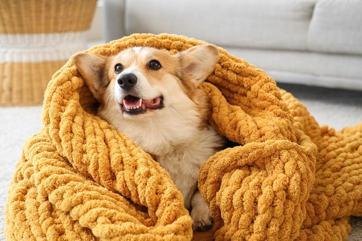 愛犬も冬を快適に！中医学を取り入れた代謝アップ薬膳レシピ公開「魚を使った簡単ごはん」