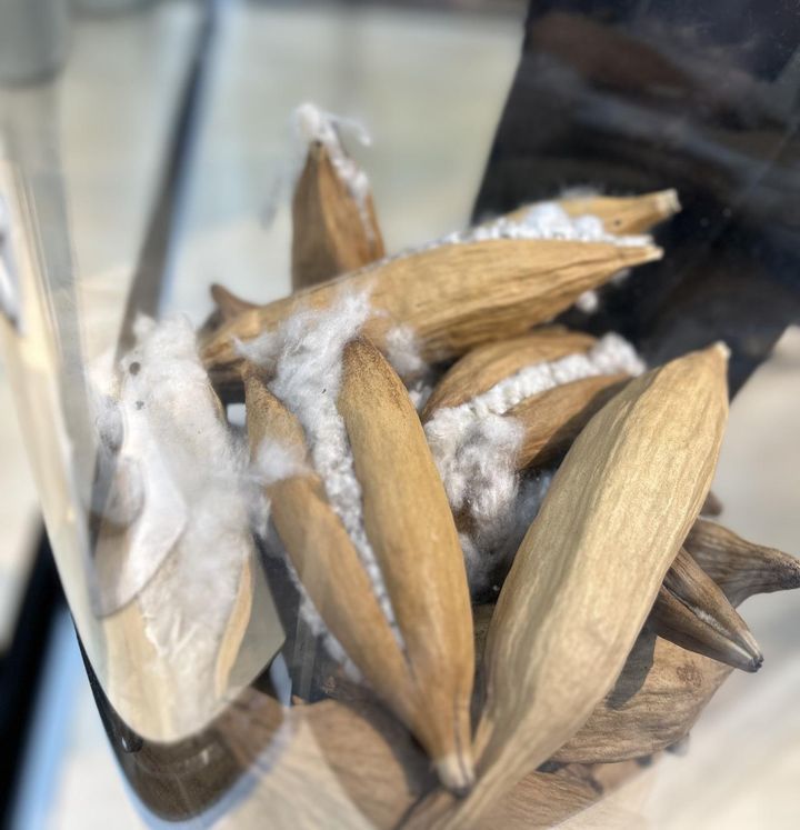 画像: 展示されていたカポックの実とワタ www.muji.com