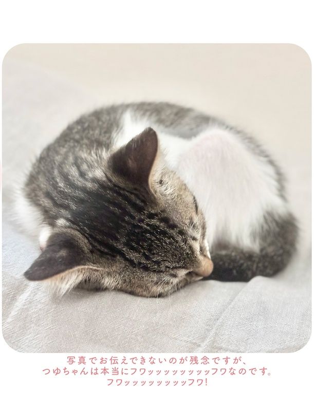 写真ではお伝えできないのが残念ですが (C)つゆちゃんの飼い主／KADOKAWA