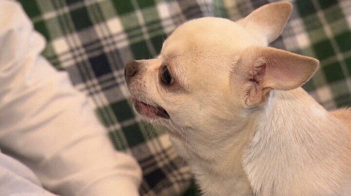 探偵！ナイトスクープ