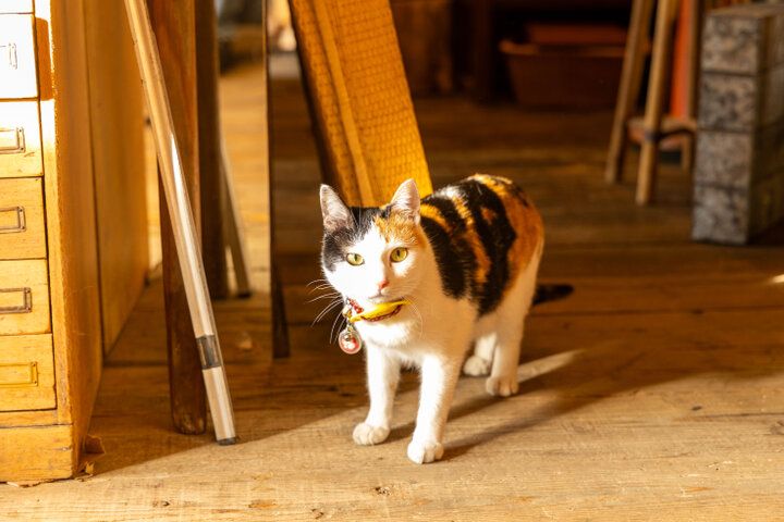 猫店長＆猫バイトがご案内♪ 古道具や猫モチーフの雑貨も見つかる枚方の「古道具dongri」 