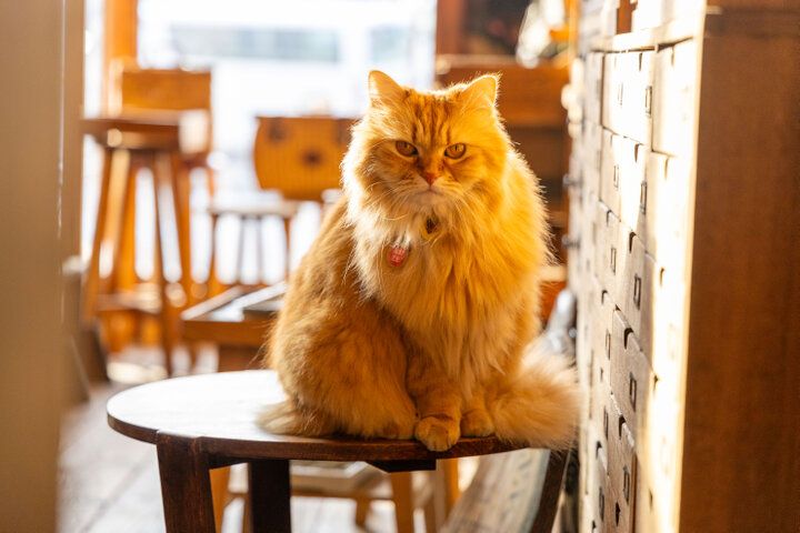 猫店長＆猫バイトがご案内♪ 古道具や猫モチーフの雑貨も見つかる枚方の「古道具dongri」 