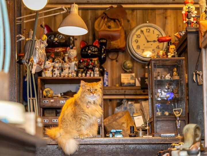 猫店長＆猫バイトがご案内♪ 古道具や猫モチーフの雑貨も見つかる枚方