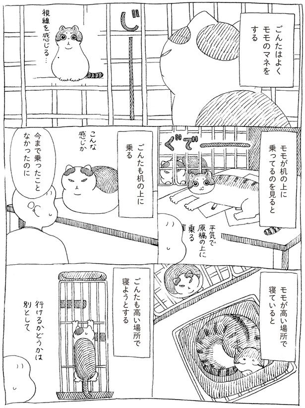 ごんたはよくモモのマネをする (C)オイル富／KADOKAWA