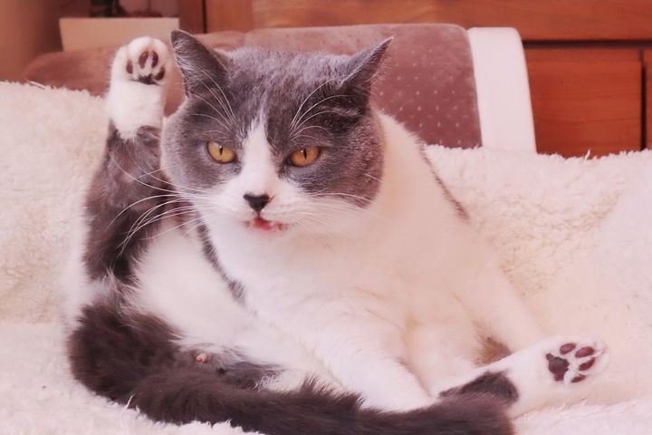 困る…というより謎！な「フレーメン反応」