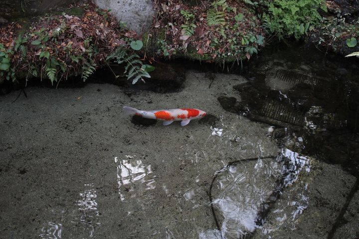 池で悠々と泳ぐ鯉を眺める時間はなんだか癒やされる