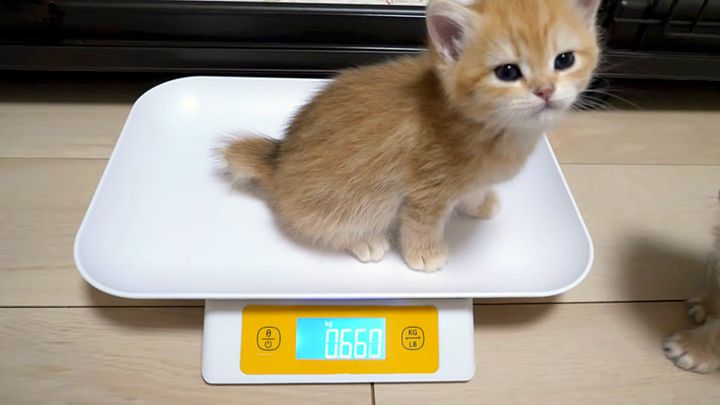 寝起きに体重測定する子猫