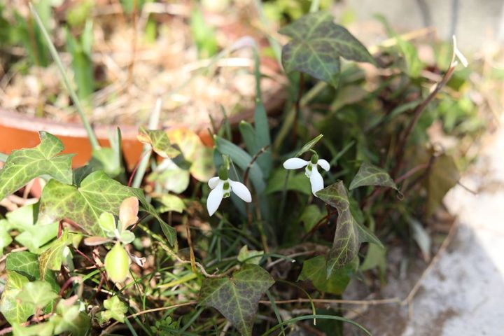 スノードロップ