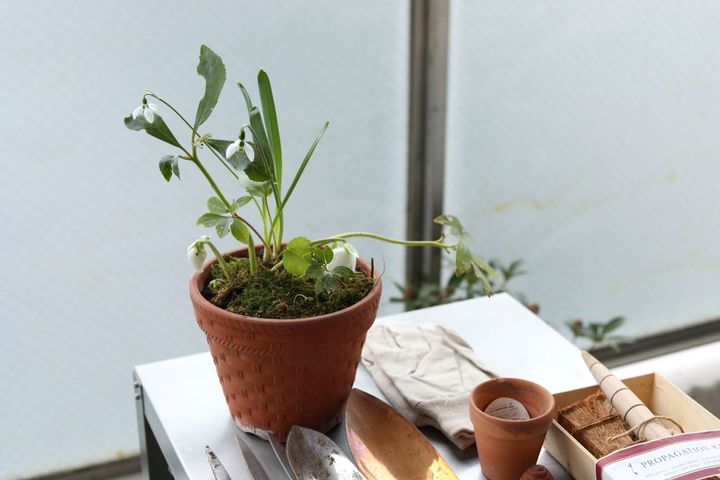 庭の花の鉢上げ