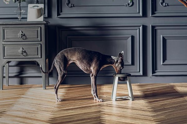 【東京都港区】ペット×日本の伝統工芸「PECOLO」から「PPP 輪島漆塗りフードスタンド」が登場