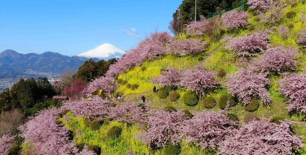 広い苑内の標高差(標高230～285メートル)で味わう景観はここならでは/あぐりパーク嵯峨山苑の桜 画像提供：あぐりパーク嵯峨山苑