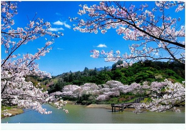 ダムと桜の共演が美しい/佐久間ダム公園の桜 画像提供：鋸南町地域振興課まちづくり推進室