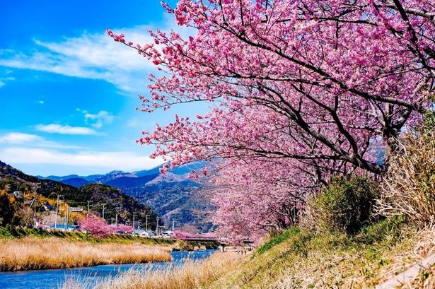 河津桜は静岡県河津町発祥の早咲き桜(写真は河津川沿桜並木の桜) 画像提供：河津町観光協会